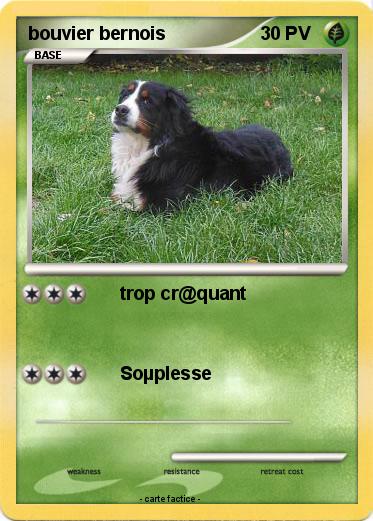 Pokemon bouvier bernois
