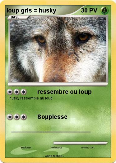 Pokemon loup gris = husky