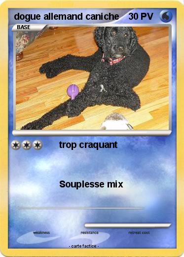 Pokemon dogue allemand caniche