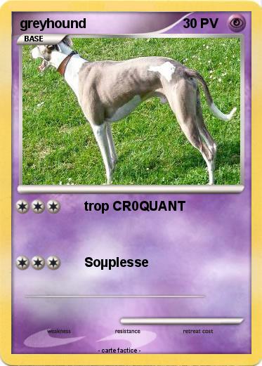 Pokemon greyhound