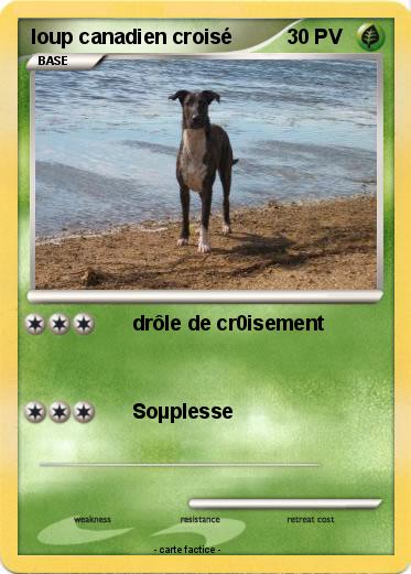 Pokemon loup canadien croisé
