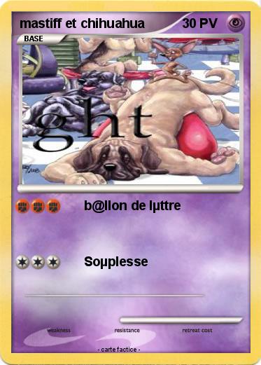 Pokemon mastiff et chihuahua