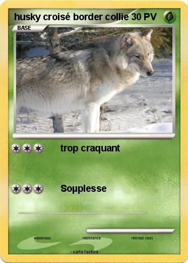 Pokemon husky croisé border collie
