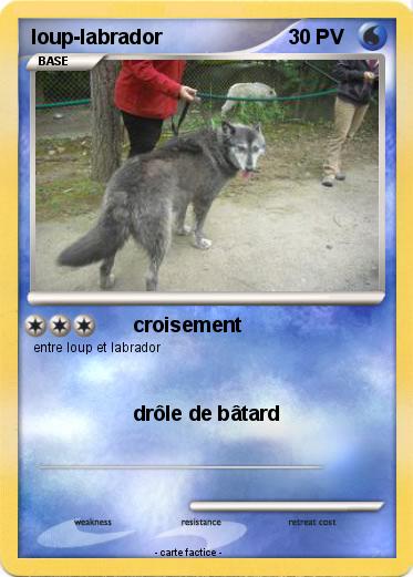 Pokemon loup-labrador