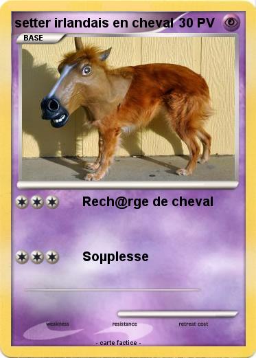 Pokemon setter irlandais en cheval