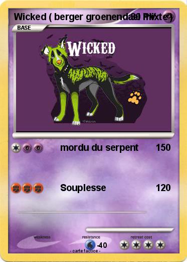 Pokemon Wicked ( berger groenendael mixte )