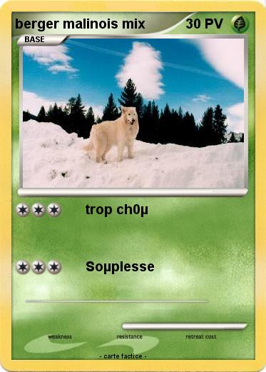 Pokemon berger malinois mix
