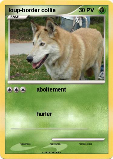 Pokemon loup-border collie