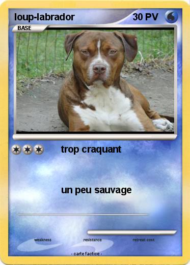 Pokemon loup-labrador