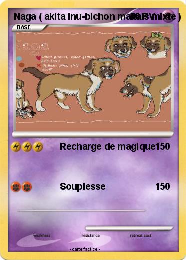 Pokemon Naga ( akita inu-bichon maltais mixte )