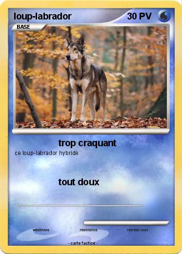 Pokemon loup-labrador