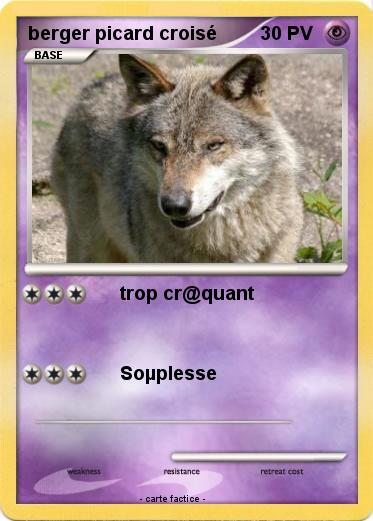 Pokemon berger picard croisé