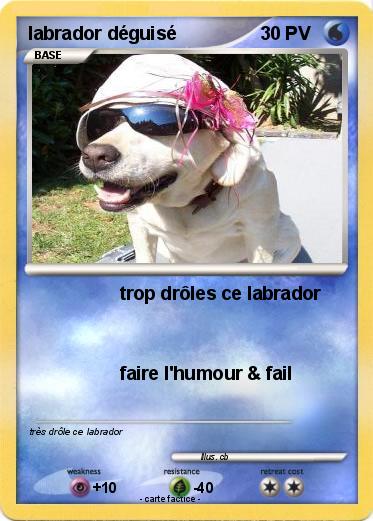 Pokemon labrador déguisé