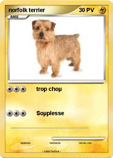 Pokemon norfolk terrier