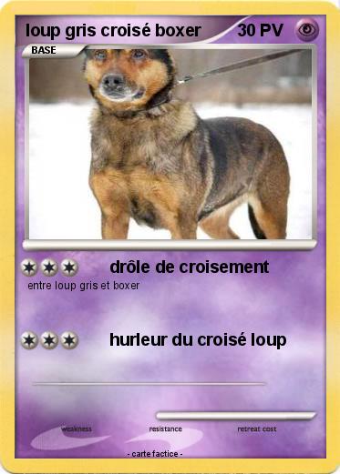 Pokemon loup gris croisé boxer