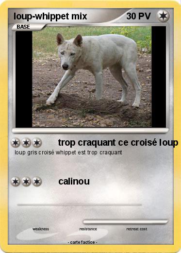 Pokemon loup-whippet mix