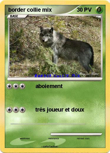 Pokemon border collie mix
