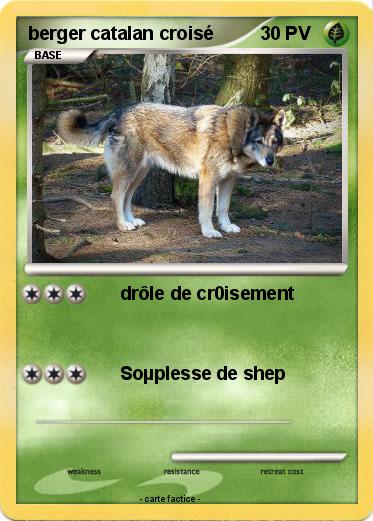 Pokemon berger catalan croisé