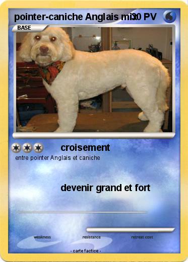 Pokemon pointer-caniche Anglais mix