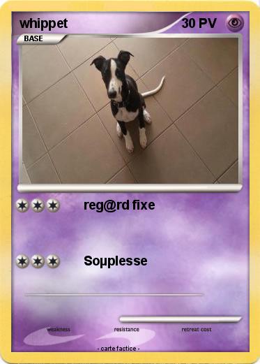 Pokemon whippet