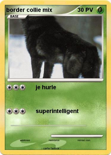 Pokemon border collie mix