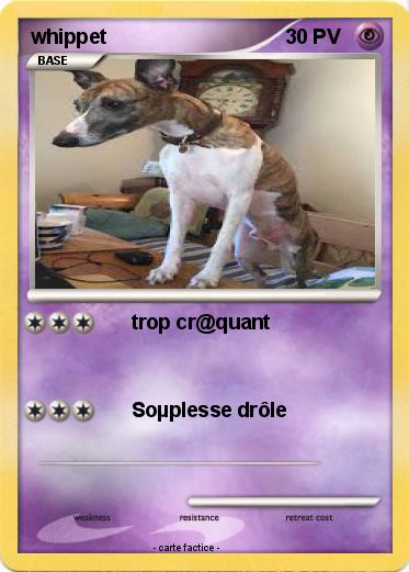 Pokemon whippet