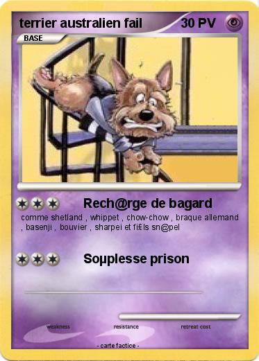 Pokemon terrier australien fail