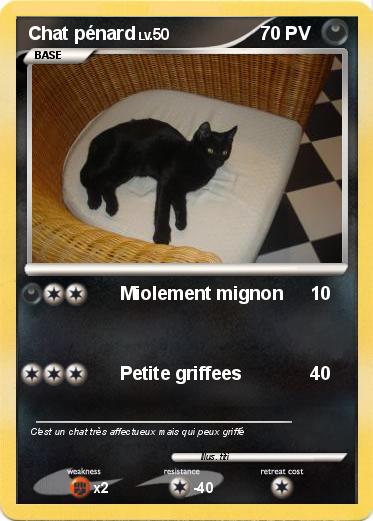 Pokemon Chat pénard