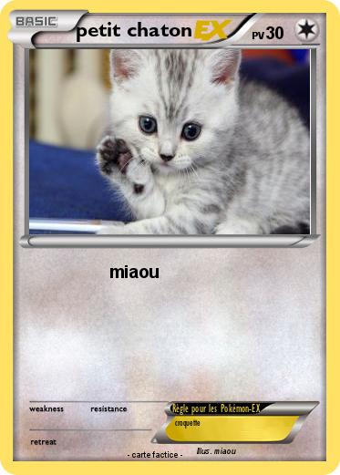 Pokemon petit chaton