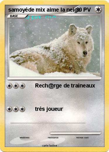Pokemon samoyède mix aime la neige