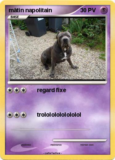 Pokemon mâtin napolitain