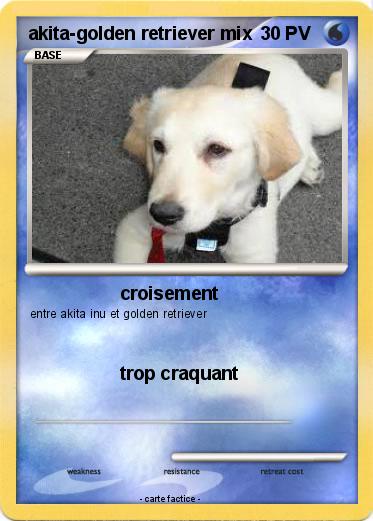 Pokemon akita-golden retriever mix
