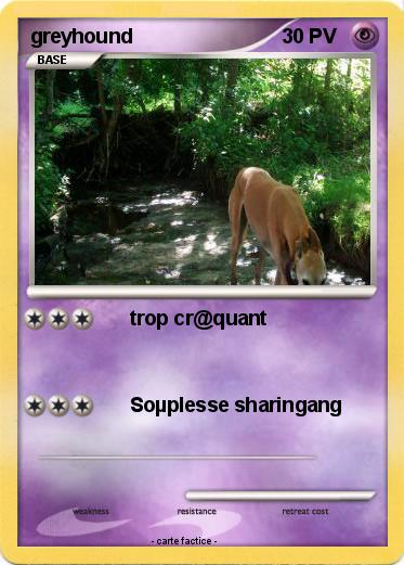 Pokemon greyhound