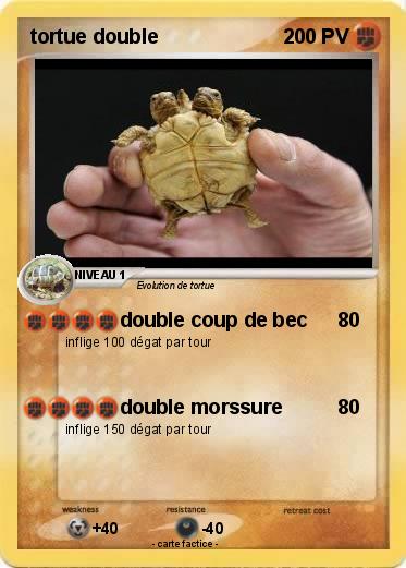 Pokemon tortue double