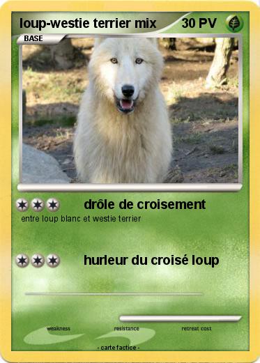 Pokemon loup-westie terrier mix
