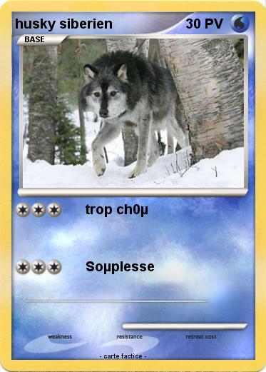 Pokemon husky siberien
