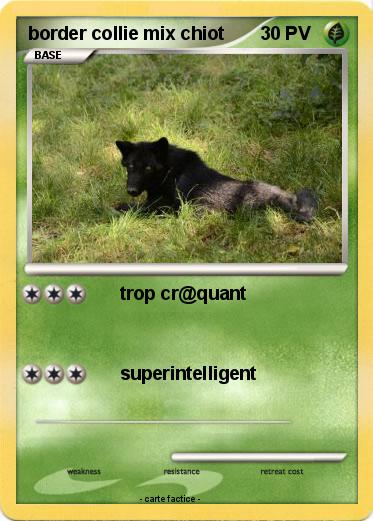 Pokemon border collie mix chiot