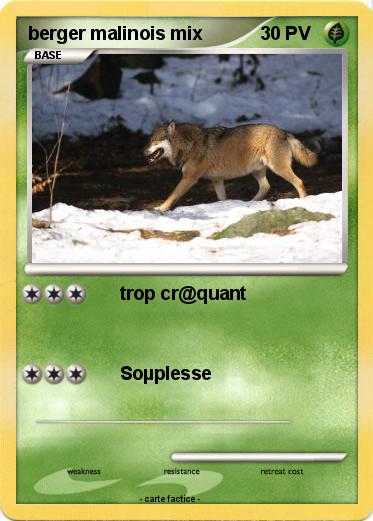 Pokemon berger malinois mix