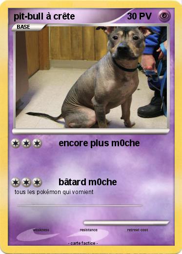 Pokemon pit-bull à crête