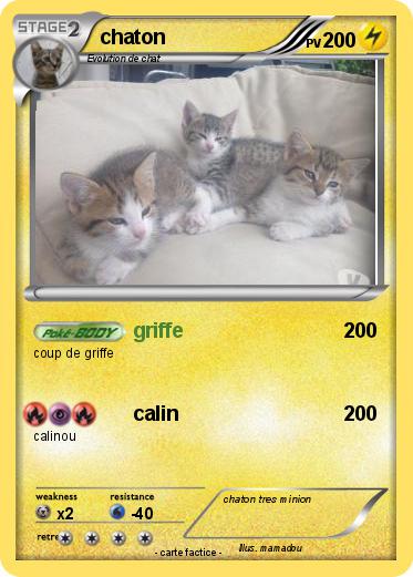 Pokemon chaton
