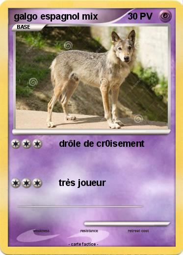 Pokemon galgo espagnol mix