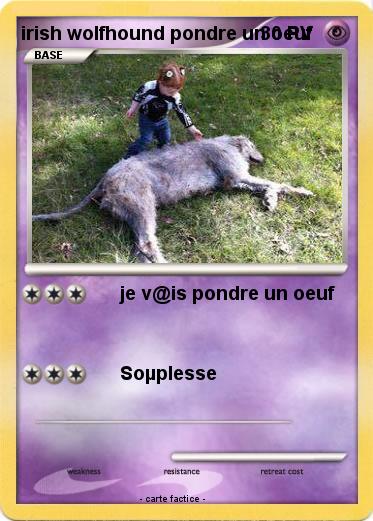 Pokemon irish wolfhound pondre un oeuf
