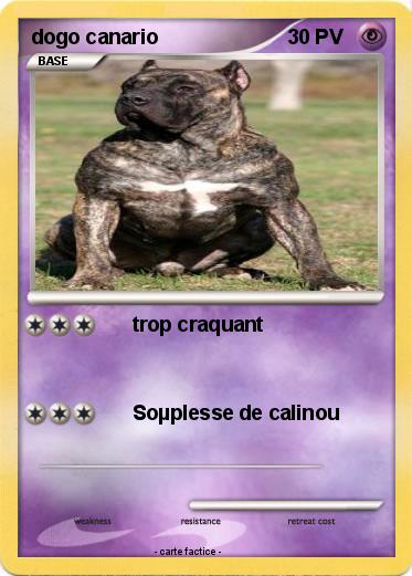 Pokemon dogo canario