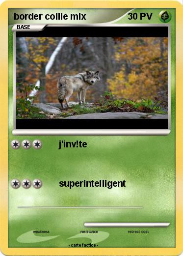 Pokemon border collie mix