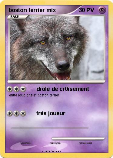 Pokemon boston terrier mix