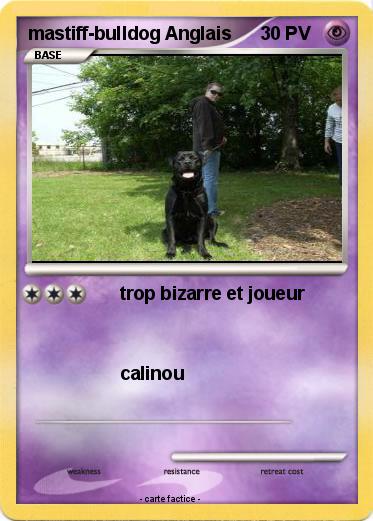 Pokemon mastiff-bulldog Anglais