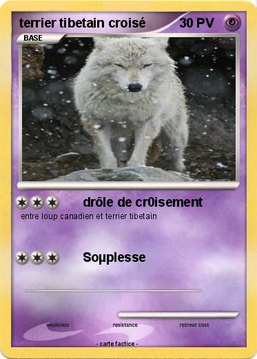 Pokemon terrier tibetain croisé