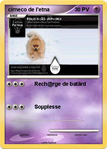 Pokemon cirneco de l'etna