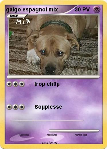Pokemon galgo espagnol mix