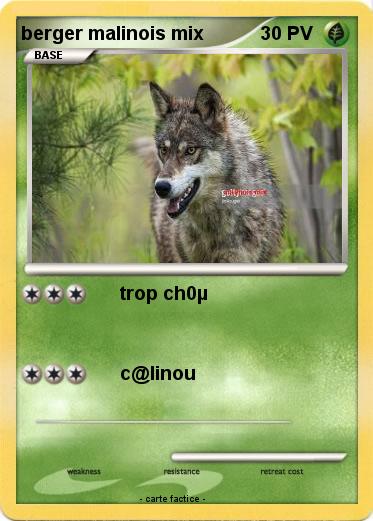 Pokemon berger malinois mix
